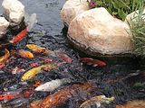 Mallorca_2014-05-07-13-08-55_1
